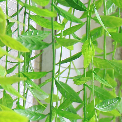 Plantas Decorativas Para El Hogar VAZU